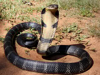 Picture of King cobra