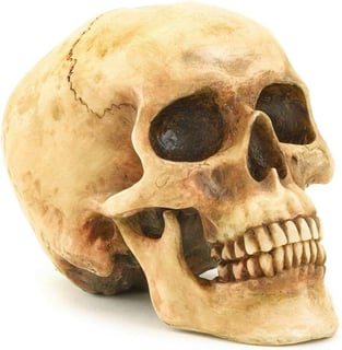 Picture of Skull