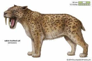 Picture of Saber-toothed Cats