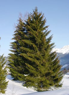 Picture of Spruce