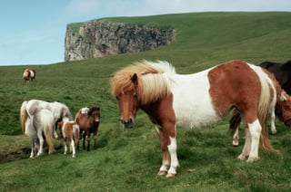 Picture of Shetland pony