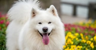 Picture of Samoyed
