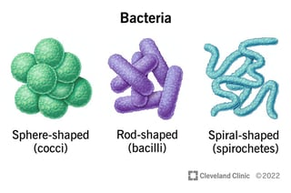 Picture of Bacteria