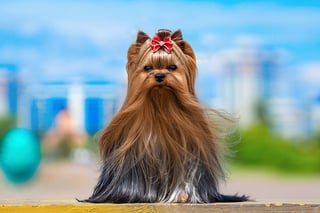 Picture of Yorkshire Terrier