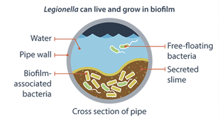 Picture of Legionella