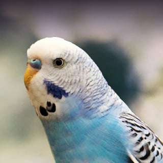 Picture of Budgerigar