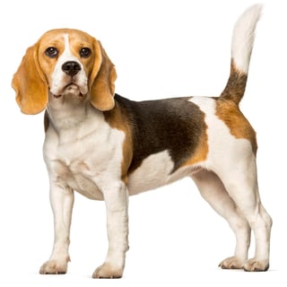 Picture of Beagle