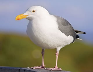 Picture of Gull