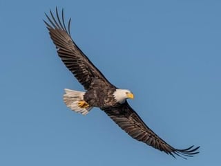 Picture of Bald eagle