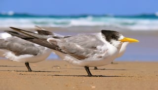 Picture of Sternidae