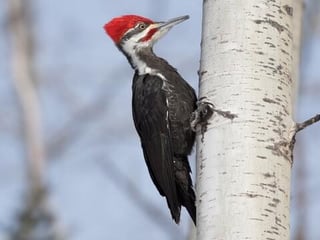 Picture of Woodpeckers