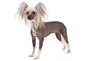 Picture of Chinese Crested Dog