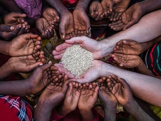 Picture of Food security