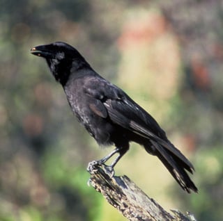 Picture of Hawaiian crow