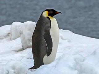 Picture of Emperor penguin