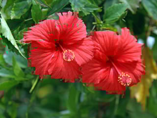 Picture of Hibiscus