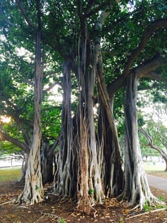 Picture of Banyan