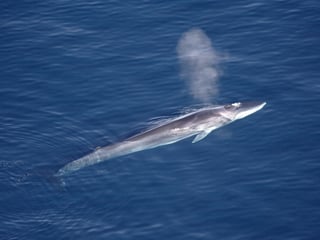 Picture of Fin whale