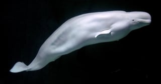 Picture of Beluga whale