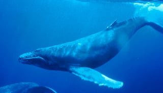 Picture of Humpback whale