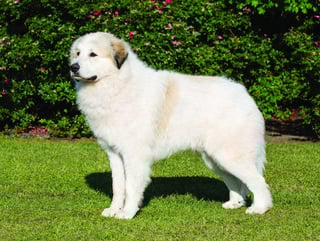 Picture of Great Pyrenees