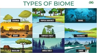 Picture of Biome