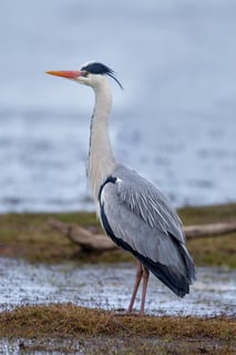 Picture of Grey heron