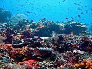 Picture of Reef