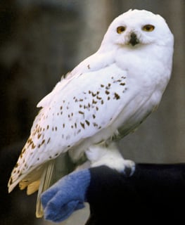 Picture of Hedwig