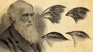 Picture of Charles Darwin