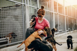 Picture of Animal shelter