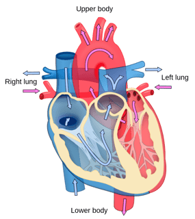 Picture of Cardiology