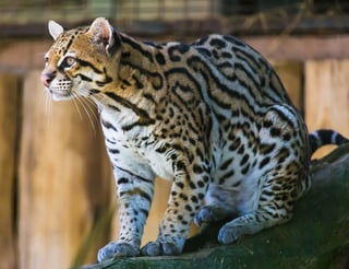 Picture of Ocelot