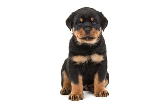 Picture of Rottweiler