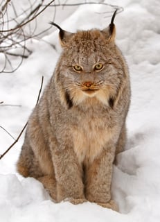Picture of Canada lynx