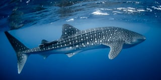 Picture of Whale shark