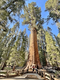 Picture of Sequoia National Park