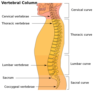 Picture of vertebral column