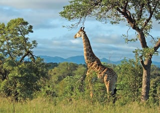 Picture of Kruger National Park