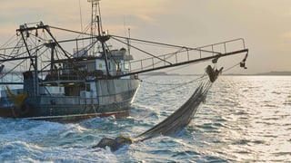 Picture of Fishery