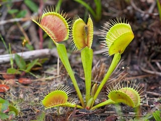 Picture of Venus flytrap