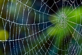 Picture of Spider web