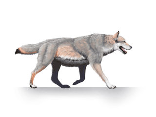 Picture of Dire wolf