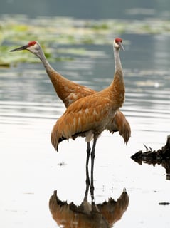 Picture of Crane