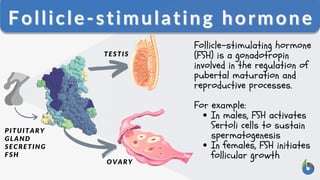 Picture of Follicle-stimulating hormone