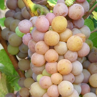 Picture of Pinot gris