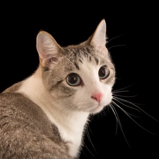 Picture of Cat