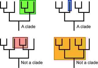 Picture of Clade
