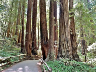 Picture of Muir Woods National Monument