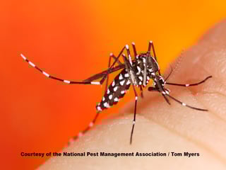 Picture of Asian tiger mosquito